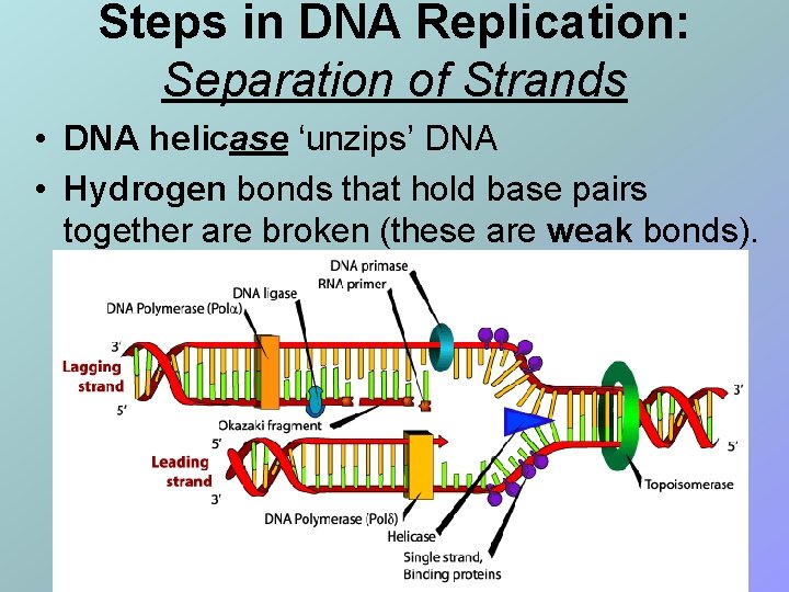Steps in DNA Replication: Separation of Strands • DNA helicase ‘unzips’ DNA • Hydrogen