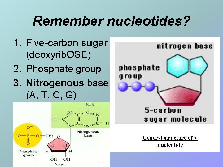 Remember nucleotides? 1. Five-carbon sugar (deoxyrib. OSE) 2. Phosphate group 3. Nitrogenous base (A,