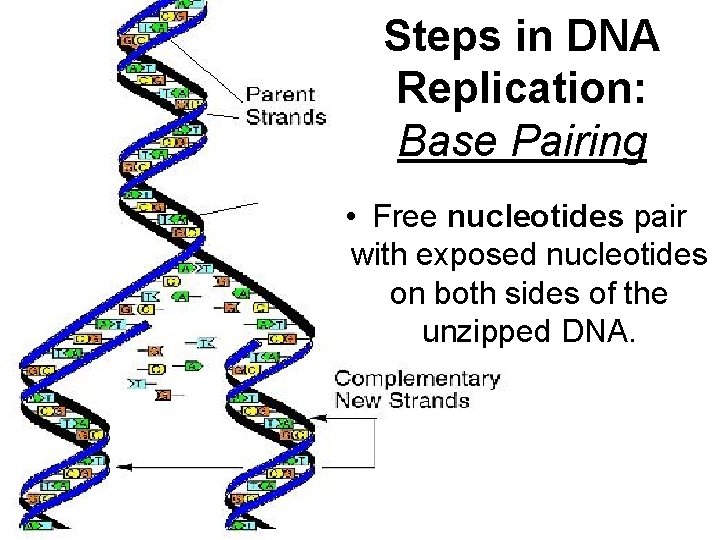 Steps in DNA Replication: Base Pairing • Free nucleotides pair with exposed nucleotides on