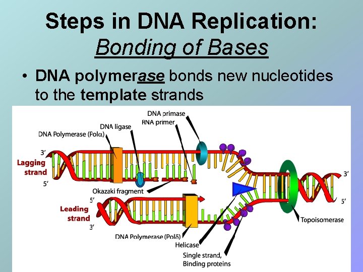Steps in DNA Replication: Bonding of Bases • DNA polymerase bonds new nucleotides to