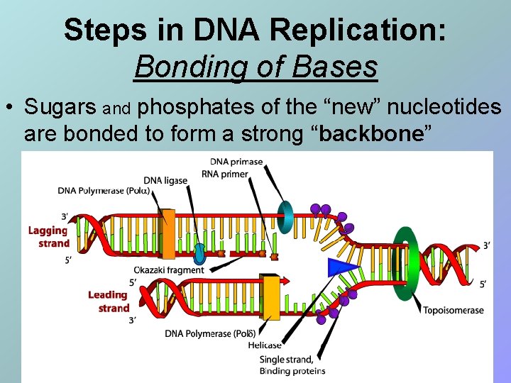 Steps in DNA Replication: Bonding of Bases • Sugars and phosphates of the “new”