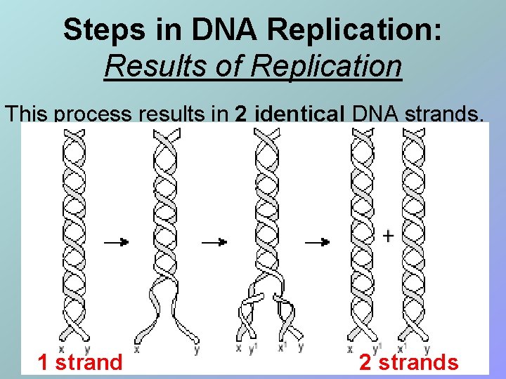 Steps in DNA Replication: Results of Replication This process results in 2 identical DNA