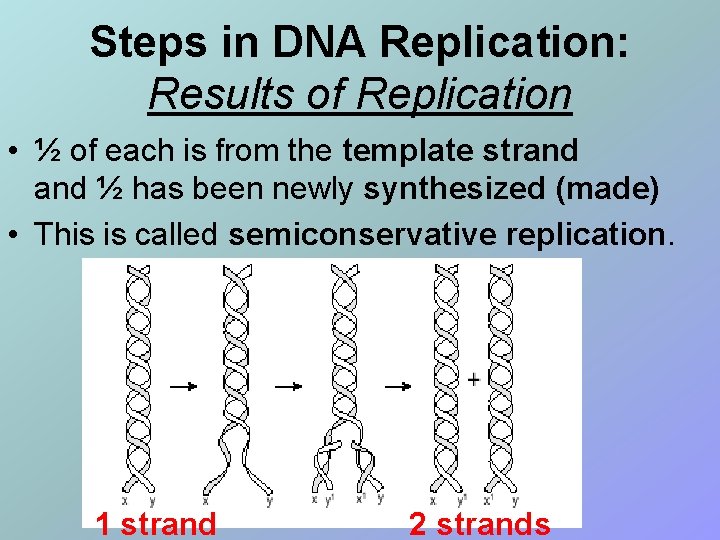 Steps in DNA Replication: Results of Replication • ½ of each is from the