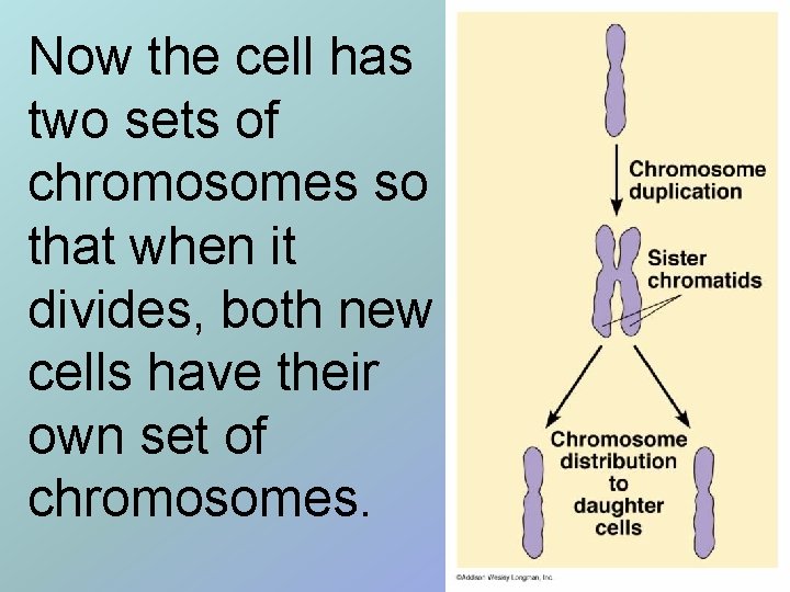 Now the cell has two sets of chromosomes so that when it divides, both