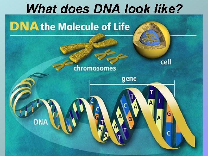 What does DNA look like? 