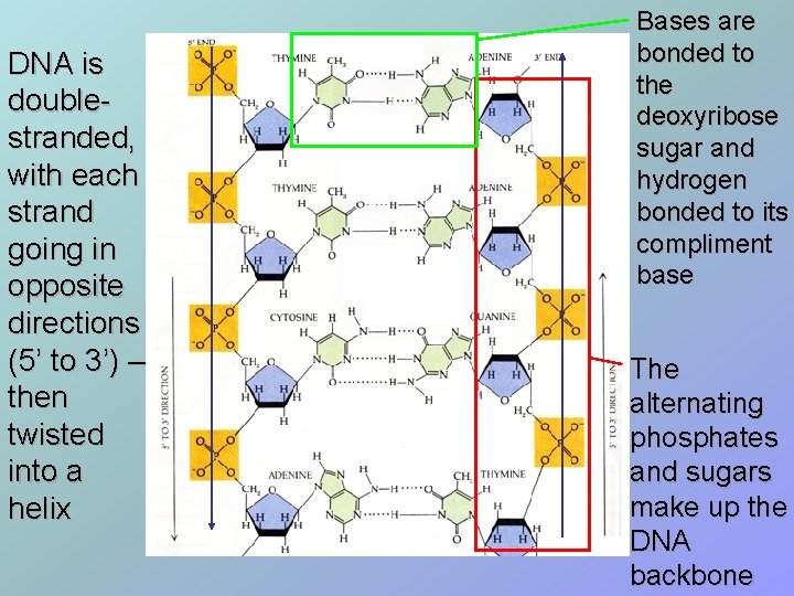 DNA is doublestranded, with each strand going in opposite directions (5’ to 3’) –