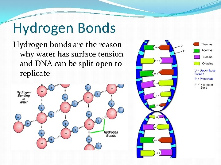 Hydrogen Bonds Hydrogen bonds are the reason why water has surface tension and DNA