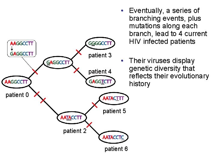  • Eventually, a series of branching events, plus mutations along each branch, lead