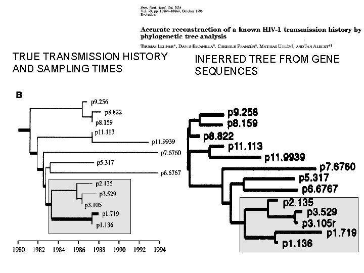 TRUE TRANSMISSION HISTORY AND SAMPLING TIMES INFERRED TREE FROM GENE SEQUENCES 