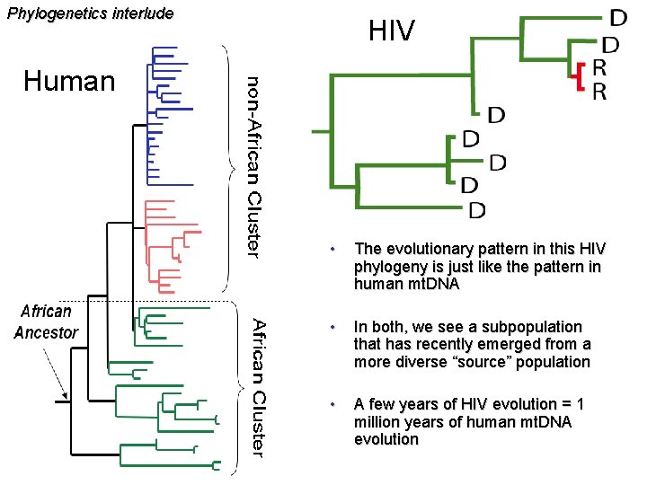 Phylogenetics interlude HIV Human • The evolutionary pattern in this HIV phylogeny is just