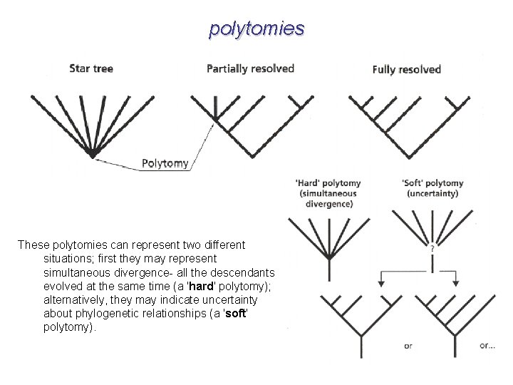 polytomies These polytomies can represent two different situations; first they may represent simultaneous divergence-