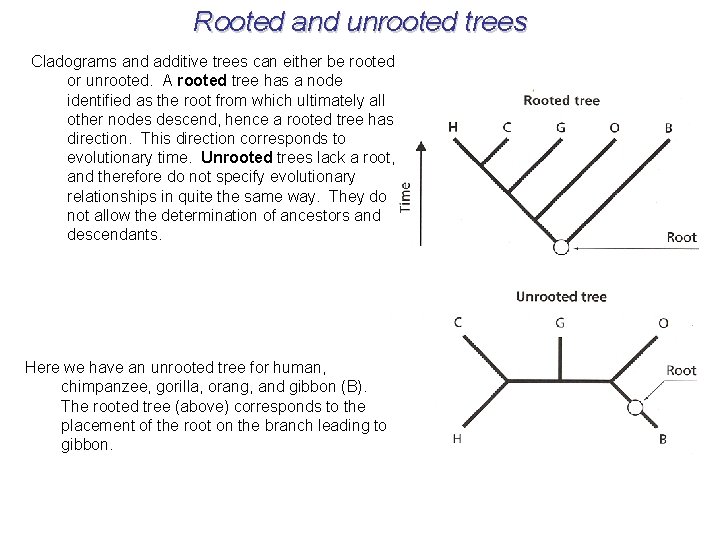Rooted and unrooted trees Cladograms and additive trees can either be rooted or unrooted.