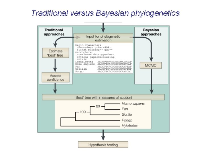 Traditional versus Bayesian phylogenetics 