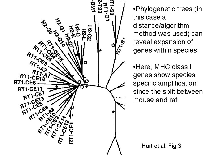  • Phylogenetic trees (in this case a distance/algorithm method was used) can reveal