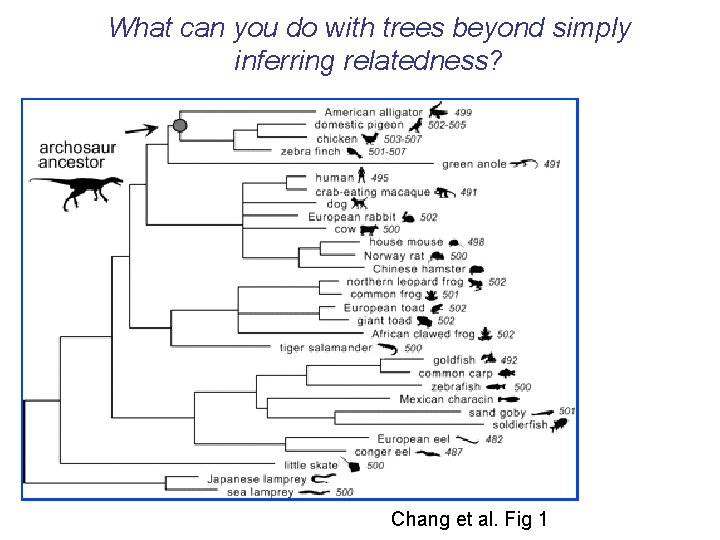 What can you do with trees beyond simply inferring relatedness? Chang et al. Fig