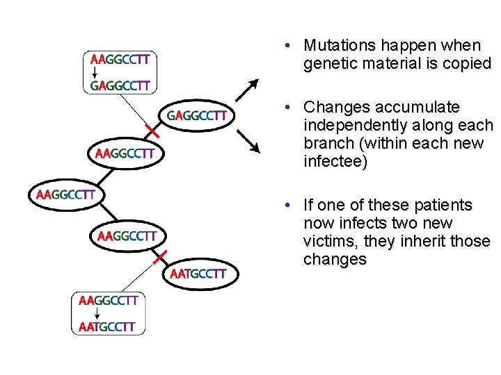  • Mutations happen when genetic material is copied • Changes accumulate independently along
