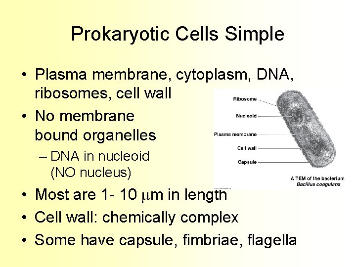 Prokaryotic Cells Simple • Plasma membrane, cytoplasm, DNA, ribosomes, cell wall • No membrane