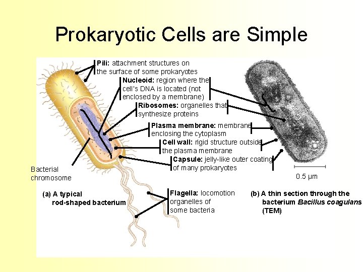 Prokaryotic Cells are Simple Pili: attachment structures on the surface of some prokaryotes Nucleoid:
