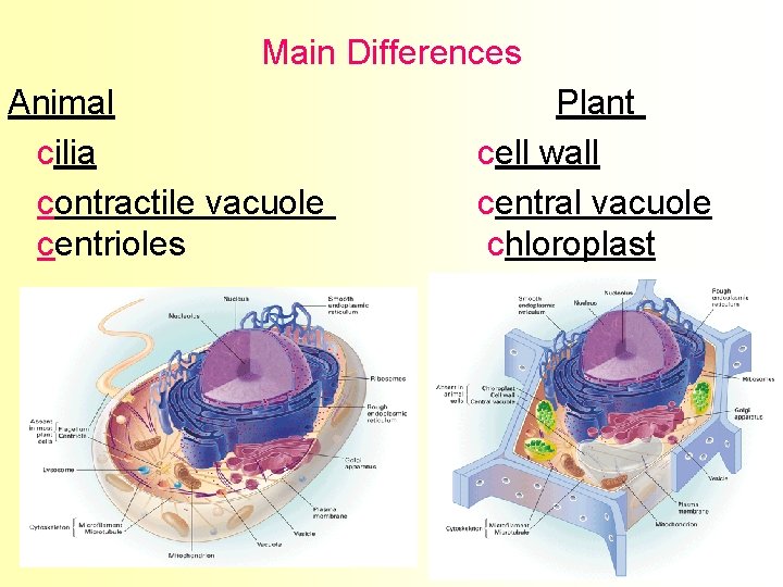 Main Differences Animal cilia contractile vacuole centrioles Plant cell wall central vacuole chloroplast 13