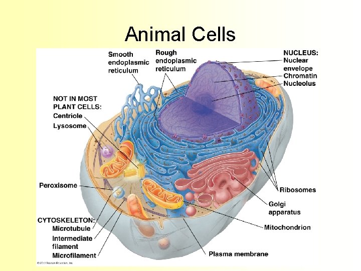 Animal Cells 