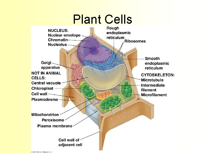 Plant Cells 