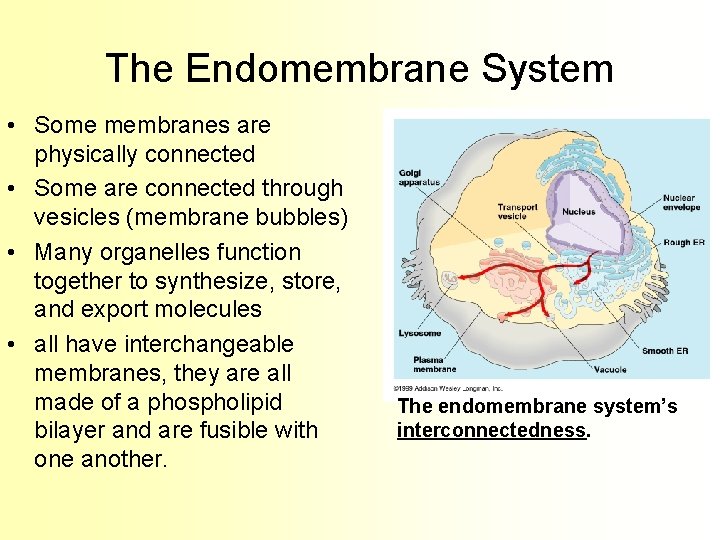 The Endomembrane System • Some membranes are physically connected • Some are connected through