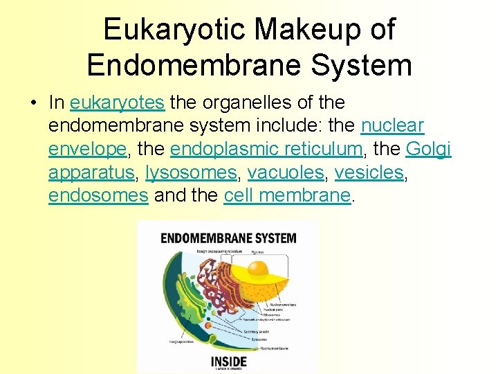Eukaryotic Makeup of Endomembrane System • In eukaryotes the organelles of the endomembrane system
