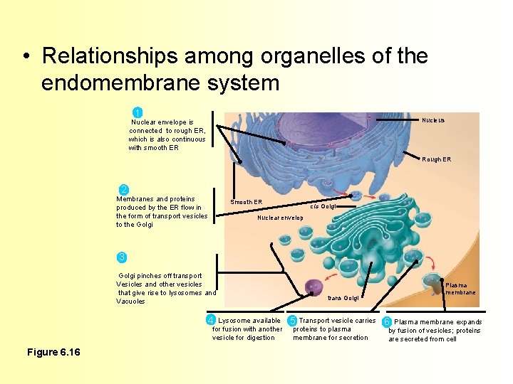  • Relationships among organelles of the endomembrane system 1 Nucleus Nuclear envelope is