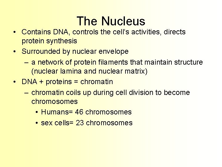 The Nucleus • Contains DNA, controls the cell’s activities, directs protein synthesis • Surrounded
