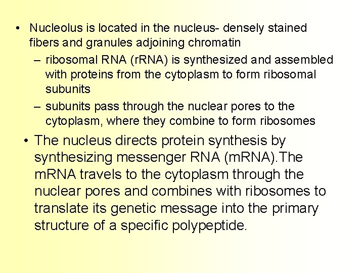  • Nucleolus is located in the nucleus- densely stained fibers and granules adjoining