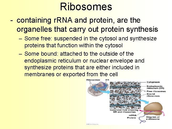 Ribosomes - containing r. RNA and protein, are the organelles that carry out protein