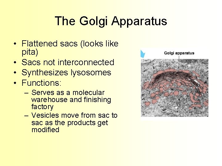 The Golgi Apparatus • Flattened sacs (looks like pita) • Sacs not interconnected •