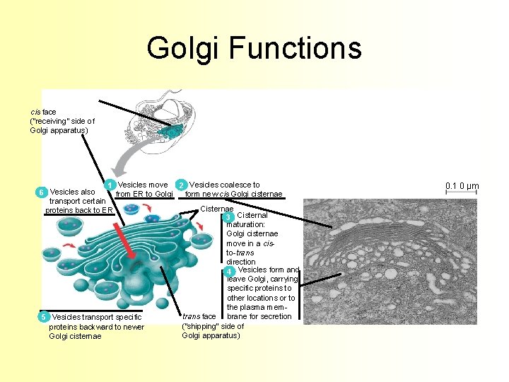 Golgi Functions cis face (“receiving” side of Golgi apparatus) 1 Vesicles move 2 Vesicles