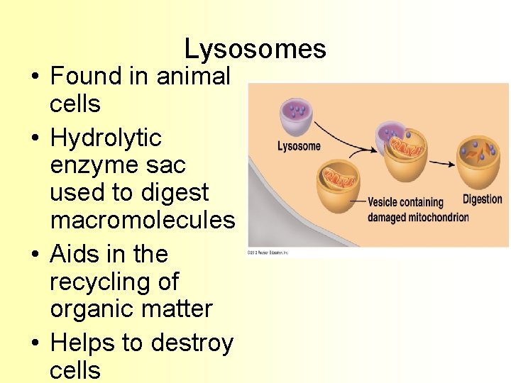 Lysosomes • Found in animal cells • Hydrolytic enzyme sac used to digest macromolecules