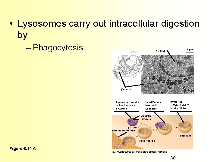 • Lysosomes carry out intracellular digestion by – Phagocytosis 1 µm Nucleus Lysosome