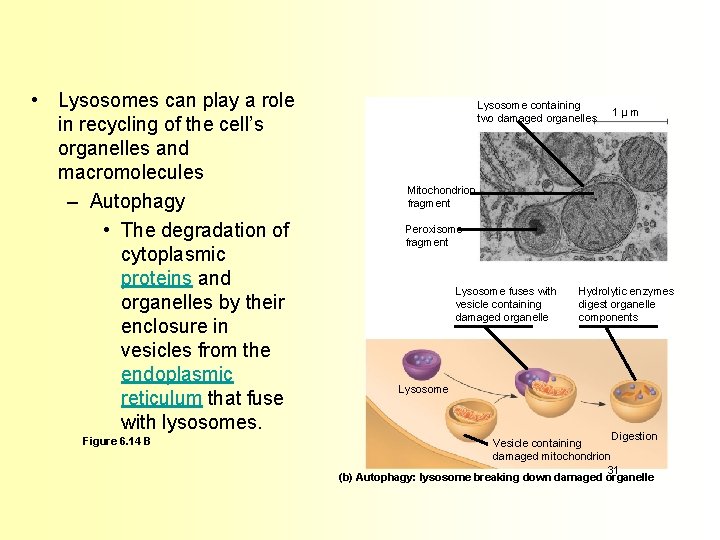  • Lysosomes can play a role in recycling of the cell’s organelles and