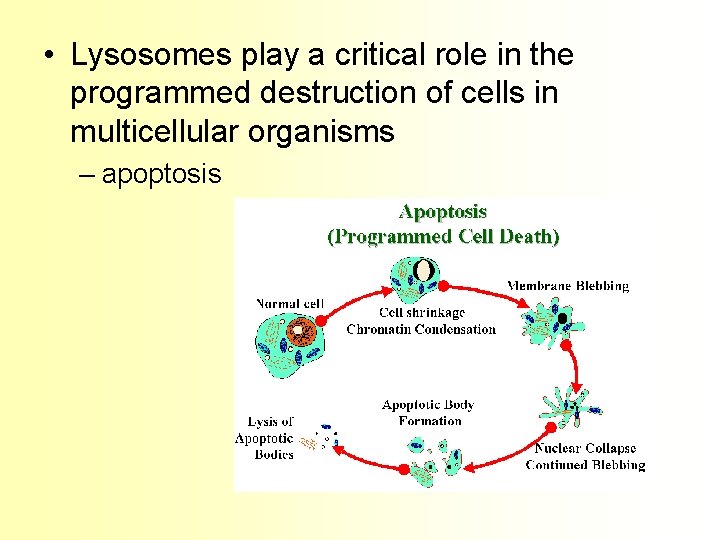  • Lysosomes play a critical role in the programmed destruction of cells in