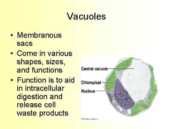 Vacuoles • Membranous sacs • Come in various shapes, sizes, and functions • Function