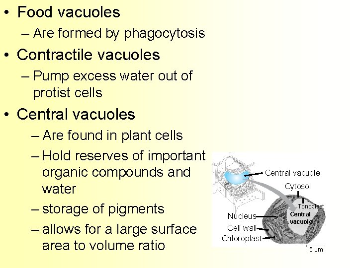 • Food vacuoles – Are formed by phagocytosis • Contractile vacuoles – Pump