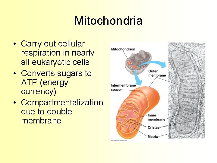 Mitochondria • Carry out cellular respiration in nearly all eukaryotic cells • Converts sugars