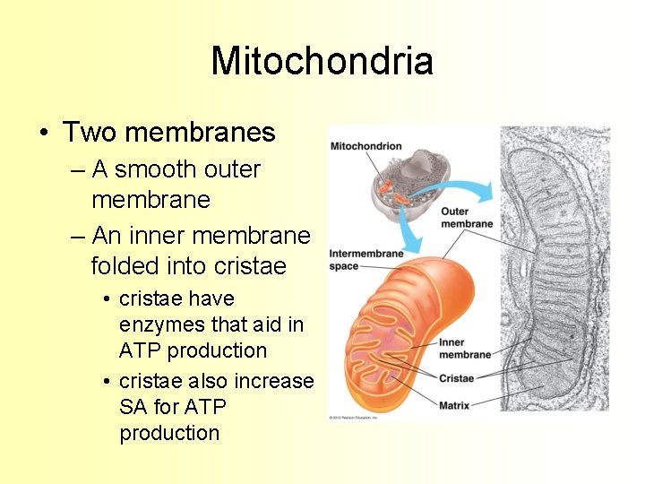 Mitochondria • Two membranes – A smooth outer membrane – An inner membrane folded