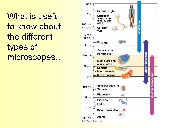 What is useful to know about the different types of microscopes… 