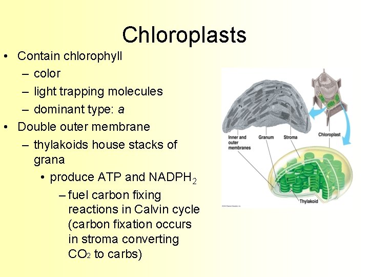 Chloroplasts • Contain chlorophyll – color – light trapping molecules – dominant type: a
