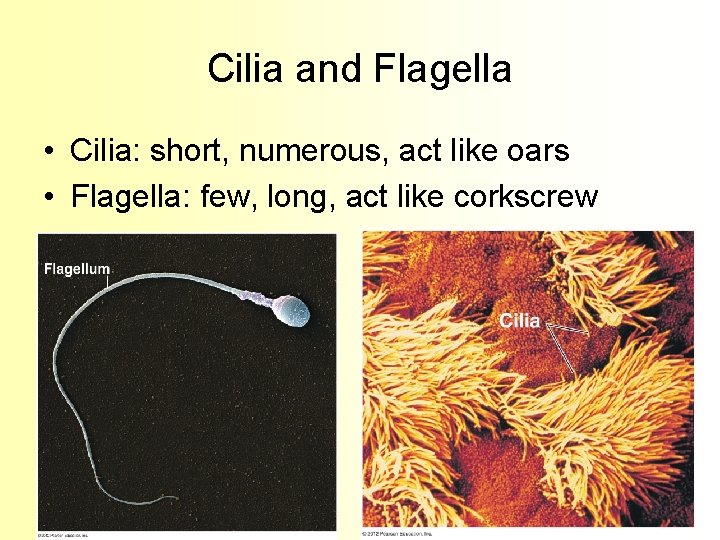 Cilia and Flagella • Cilia: short, numerous, act like oars • Flagella: few, long,