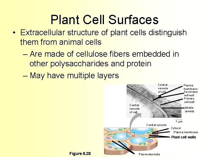 Plant Cell Surfaces • Extracellular structure of plant cells distinguish them from animal cells