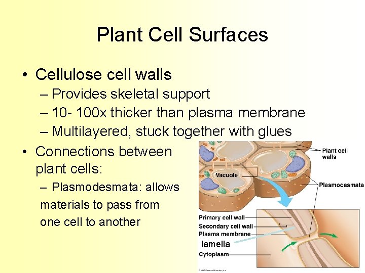 Plant Cell Surfaces • Cellulose cell walls – Provides skeletal support – 10 -