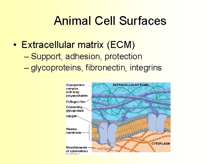Animal Cell Surfaces • Extracellular matrix (ECM) – Support, adhesion, protection – glycoproteins, fibronectin,