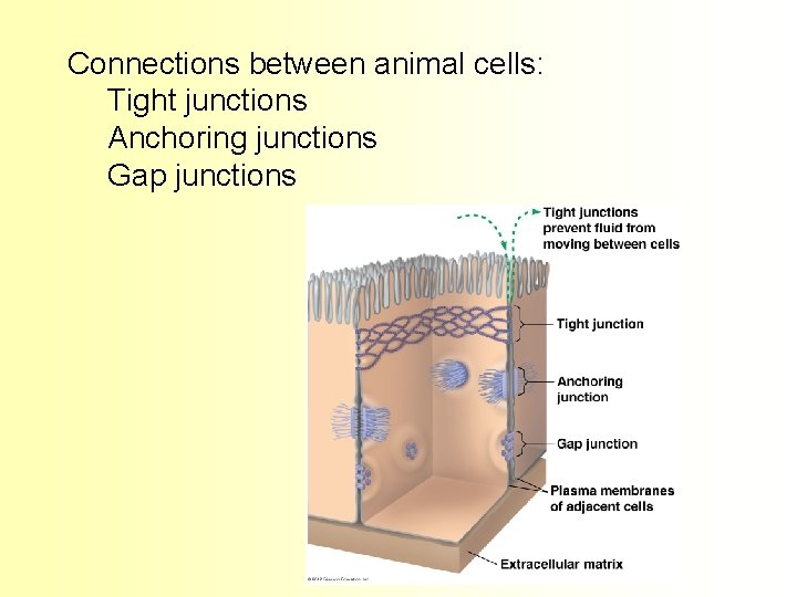 Connections between animal cells: Tight junctions Anchoring junctions Gap junctions 