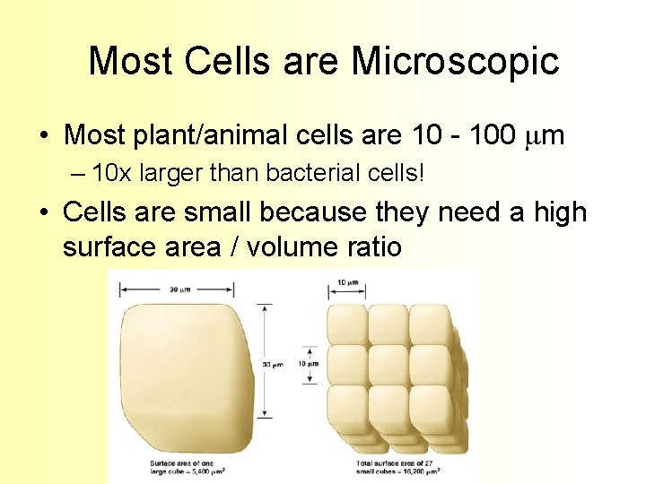 Most Cells are Microscopic • Most plant/animal cells are 10 - 100 mm –
