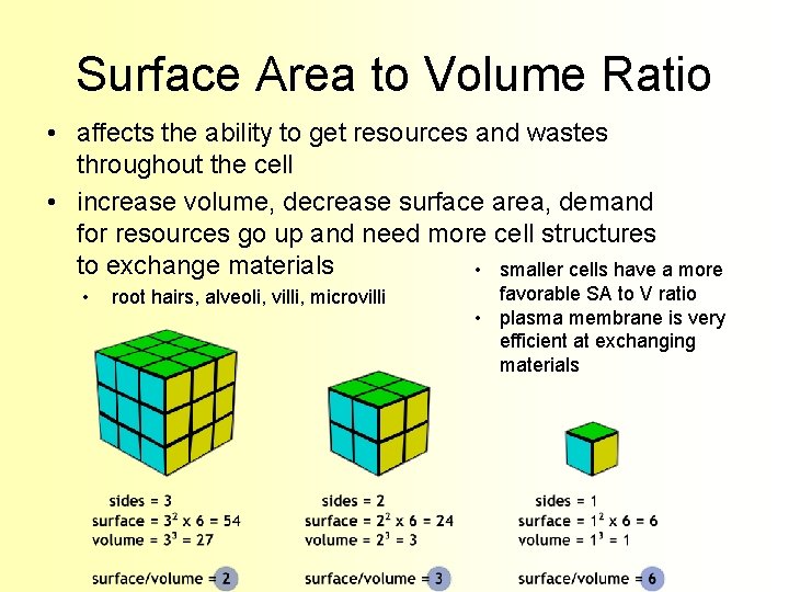 Surface Area to Volume Ratio • affects the ability to get resources and wastes